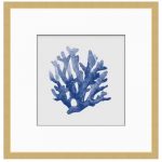 Blue Coral 1
